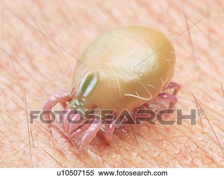 3d rendered illustration of a dust mite. View Large Photo Image Stock Photography - 3d rendered illustration of a dust mite.. Fotosearch