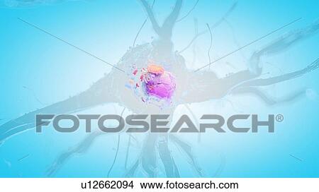 Picture - 3d rendered illustration of a human nerve cell.. Fotosearch