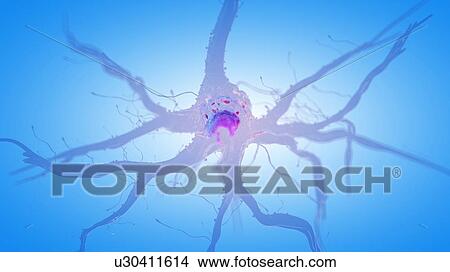 Picture - 3d rendered illustration of a human nerve cell.. Fotosearch