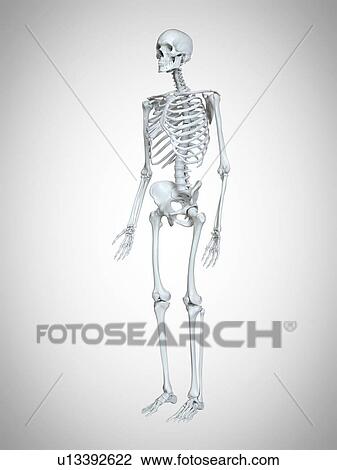 Stock Image - 3d rendered illustration of a human skeleton.. Fotosearch