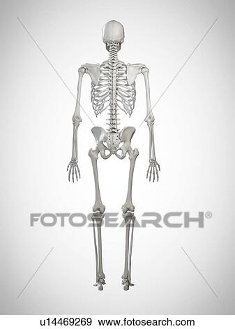 3d rendered illustration of a human skeleton. View Large Photo Image Stock Photo - 3d rendered illustration of a human skeleton.. Fotosearch