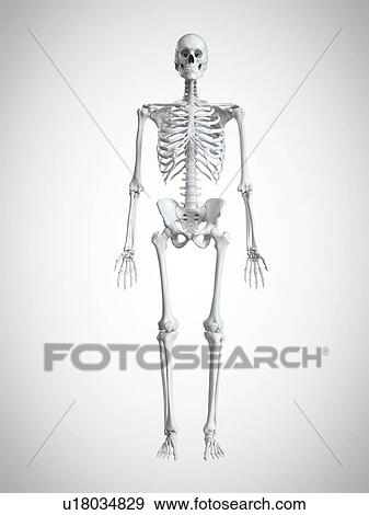 Stock Photo - 3d rendered illustration of a human skeleton.. Fotosearch
