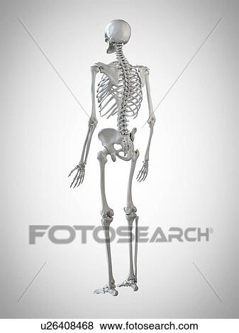 Stock Photo - 3d rendered illustration of a human skeleton.. Fotosearch