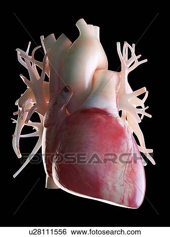Stock Photograph - 3d rendered illustration of a human heart.. Fotosearch