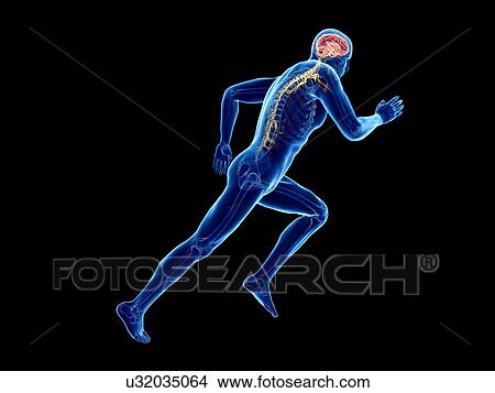 3d rendered illustration of a jogger's brain. View Large Photo Image Picture - 3d rendered illustration of a jogger's brain.. Fotosearch