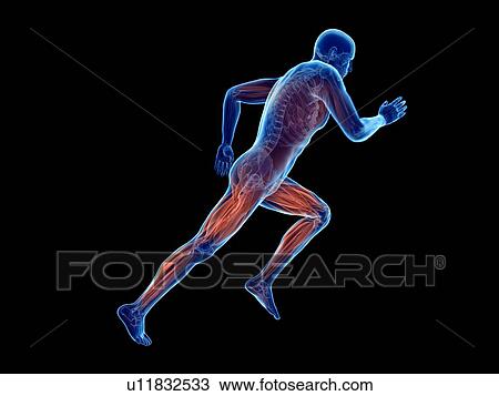 Stock Image - 3d rendered illustration of a jogger's muscles.. Fotosearch