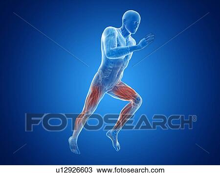 3d rendered illustration of a jogger's muscles. View Large Photo Image Stock Image - 3d rendered illustration of a jogger's muscles.. Fotosearch