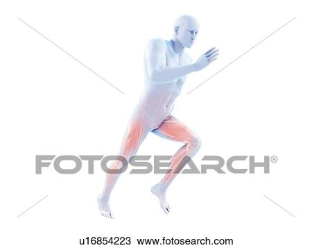 Stock Image - 3d rendered illustration of a jogger's muscles.. Fotosearch