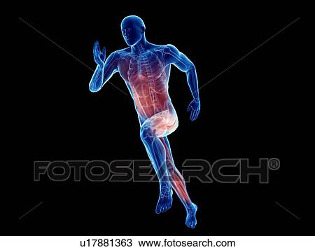 3d rendered illustration of a jogger's muscles. View Large Photo Image Stock Image - 3d rendered illustration of a jogger's muscles.. Fotosearch
