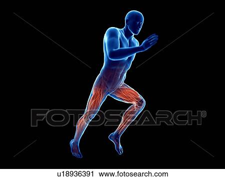 3d rendered illustration of a jogger's muscles. View Large Photo Image Stock Image - 3d rendered illustration of a jogger's muscles.. Fotosearch