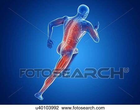 3d rendered illustration of a jogger's muscles. View Large Photo Image Stock Image - 3d rendered illustration of a jogger's muscles.. Fotosearch