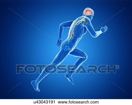 Stock Image - 3d rendered illustration of a jogger's brain.. Fotosearch