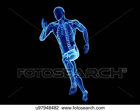 Stock Image - 3d rendered illustration of a jogger's skeleton.. Fotosearch