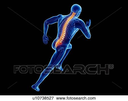 Stock Photo - 3d rendered illustration of a jogger's spine.. Fotosearch