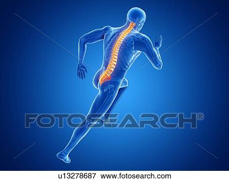 Stock Photo - 3d rendered illustration of a jogger's spine.. Fotosearch