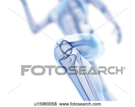 Stock Photo - 3d rendered illustration of a jogger's knee.. Fotosearch