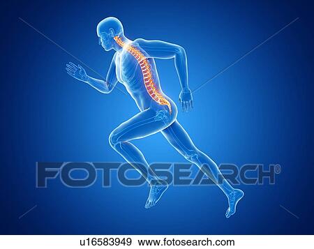 3d rendered illustration of a jogger's spine. View Large Photo Image Stock Photo - 3d rendered illustration of a jogger's spine.. Fotosearch