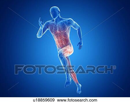 Stock Photo - 3d rendered illustration of a jogger's muscles.. Fotosearch