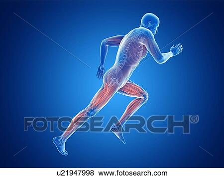 Stock Photo - 3d rendered illustration of a jogger's muscles.. Fotosearch