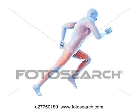 3d rendered illustration of a jogger's muscles. View Large Photo Image Stock Photo - 3d rendered illustration of a jogger's muscles.. Fotosearch