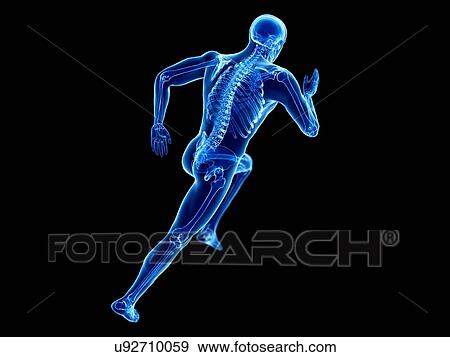 3d rendered illustration of a jogger's skeleton. View Large Photo Image Stock Photo - 3d rendered illustration of a jogger's skeleton.. Fotosearch