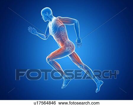 3d rendered illustration of a jogger's muscles. View Large Photo Image Stock Photograph - 3d rendered illustration of a jogger's muscles.. Fotosearch