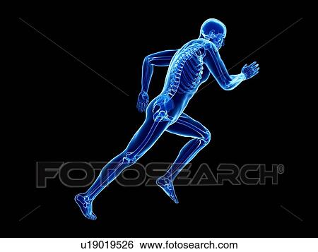 3d rendered illustration of a jogger's skeleton. View Large Photo Image Stock Photograph - 3d rendered illustration of a jogger's skeleton.. Fotosearch