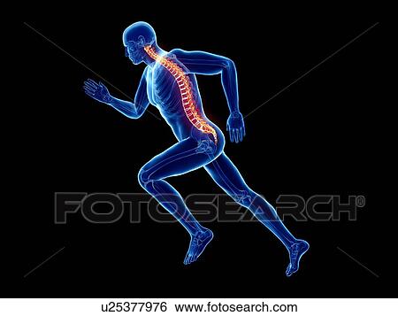 3d rendered illustration of a jogger's spine. View Large Photo Image Stock Photograph - 3d rendered illustration of a jogger's spine.. Fotosearch