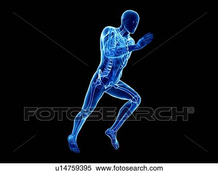 3d rendered illustration of a jogger's skeleton. View Large Photo Image Stock Photography - 3d rendered illustration of a jogger's skeleton.. Fotosearch