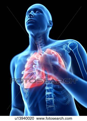 3d rendered illustration of a man with an inflamed lung. View Large Photo Image Stock Image - 3d rendered illustration of a man with an inflamed lung.. Fotosearch