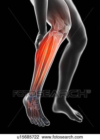 3d rendered illustration of a man with a painful calf. View Large Photo Image Stock Image - 3d rendered illustration of a man with a painful calf.. Fotosearch