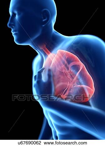 3d rendered illustration of a man with an inflamed lung. View Large Photo Image Stock Image - 3d rendered illustration of a man with an inflamed lung.. Fotosearch