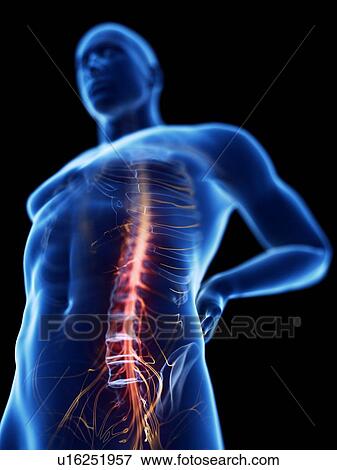 3d rendered illustration of a man with backache. View Large Photo Image Stock Photo - 3d rendered illustration of a man with backache.. Fotosearch