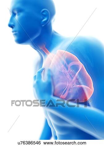 3d rendered illustration of a man with an inflamed lung. View Large Photo Image Stock Photograph - 3d rendered illustration of a man with an inflamed lung.. Fotosearch