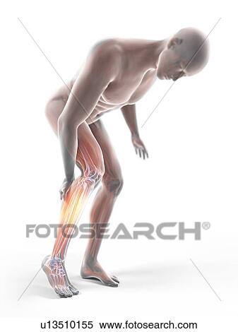 3d rendered illustration of a man with a painful calf. View Large Photo Image Stock Photography - 3d rendered illustration of a man with a painful calf.. Fotosearch