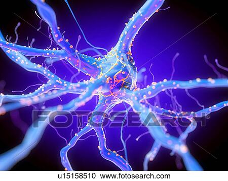 Stock Image - 3d rendered illustration of a nerve cell.. Fotosearch
