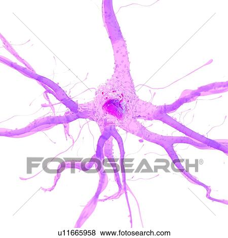 Stock Photo - 3d rendered illustration of a nerve cell.. Fotosearch