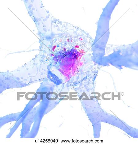 Stock Photo - 3d rendered illustration of a nerve cell.. Fotosearch