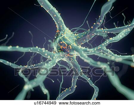 Stock Photo - 3d rendered illustration of a nerve cell.. Fotosearch