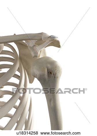 3d rendered illustration of a dislocated shoulder. View Large Photo Image Stock Photo - 3d rendered illustration of a dislocated shoulder.. Fotosearch