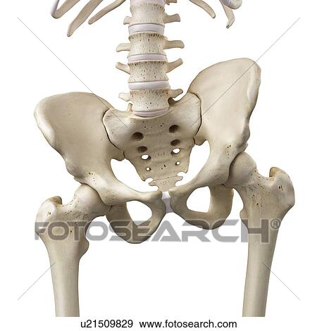 Stock Photo - 3d rendered illustration of a tilted pelvis.. Fotosearch