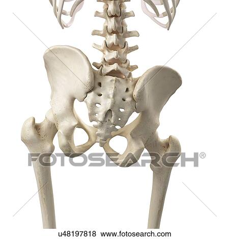 Stock Photo - 3d rendered illustration of a tilted pelvis.. Fotosearch