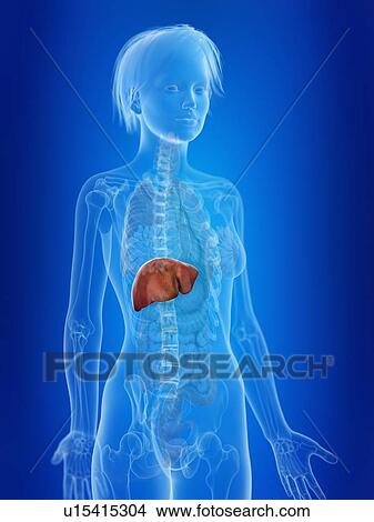 Picture - 3d rendered illustration of a woman's liver.. Fotosearch