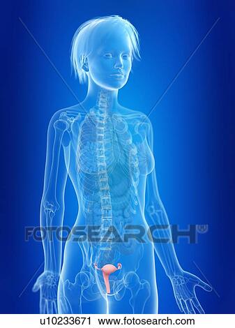 3d rendered illustration of a woman's uterus. View Large Photo Image Stock Image - 3d rendered illustration of a woman's uterus.. Fotosearch