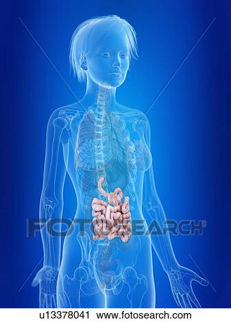 Stock Image - 3d rendered illustration of a woman's small intestine.. Fotosearch