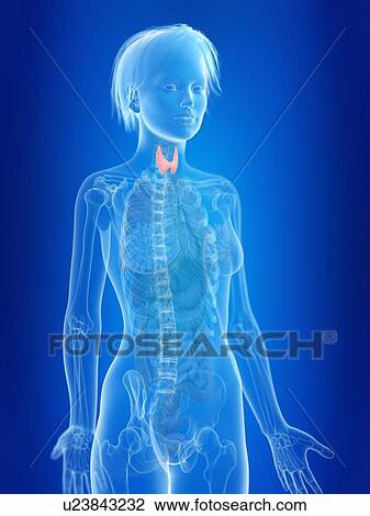 3d rendered illustration of a woman's thyroid gland. View Large Photo Image Stock Image - 3d rendered illustration of a woman's thyroid gland.. Fotosearch