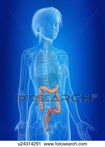 3d rendered illustration of a woman's colon. View Large Photo Image Stock Image - 3d rendered illustration of a woman's colon.. Fotosearch