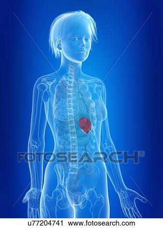 3d rendered illustration of a woman's spleen. View Large Photo Image Stock Image - 3d rendered illustration of a woman's spleen.. Fotosearch