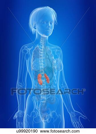 3d rendered illustration of a woman's kidneys. View Large Photo Image Stock Image - 3d rendered illustration of a woman's kidneys.. Fotosearch