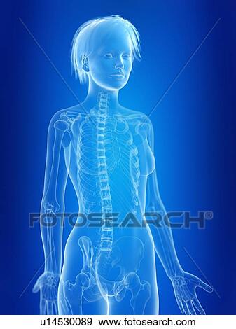 3d rendered illustration of a woman's skeleton. View Large Photo Image Stock Photo - 3d rendered illustration of a woman's skeleton.. Fotosearch